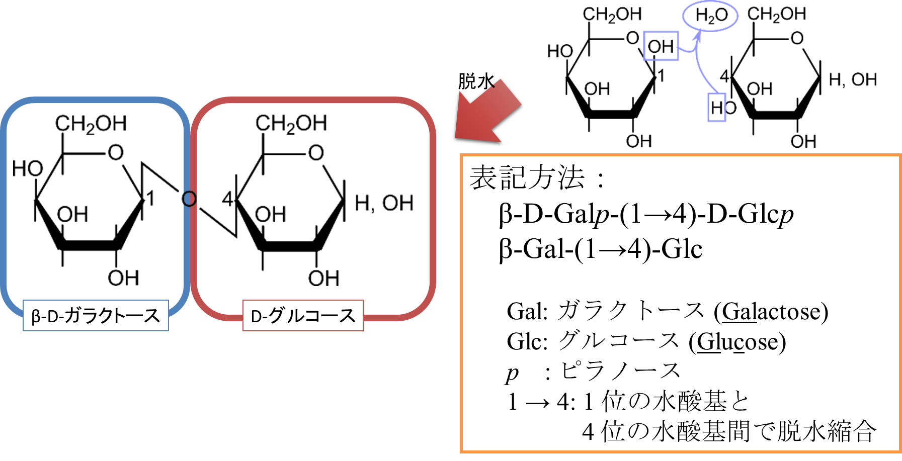 糖の配列を記載する方法 生命科学系エンジニアの学習ノート