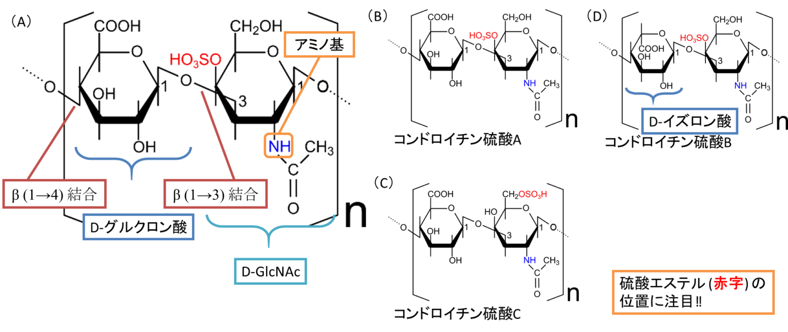 多糖とは?種類・構造・働きを図解で整理|デンプン・セルロースからムコ多糖まで - 生命科学系エンジニアの学習ノート