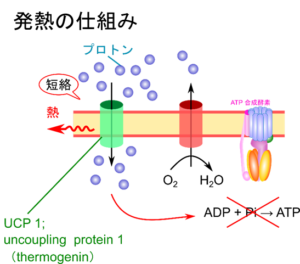 化学浸透圧説を徹底解説:プロトン勾配とATP合成の重要なつながり - 生命科学系エンジニアの学習ノート