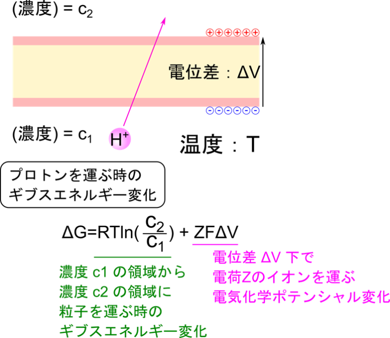 プロトン勾配と酸化還元反応をエネルギー的な観点から解説:生体内のエネルギー流れ - 生命科学系エンジニアの学習ノート