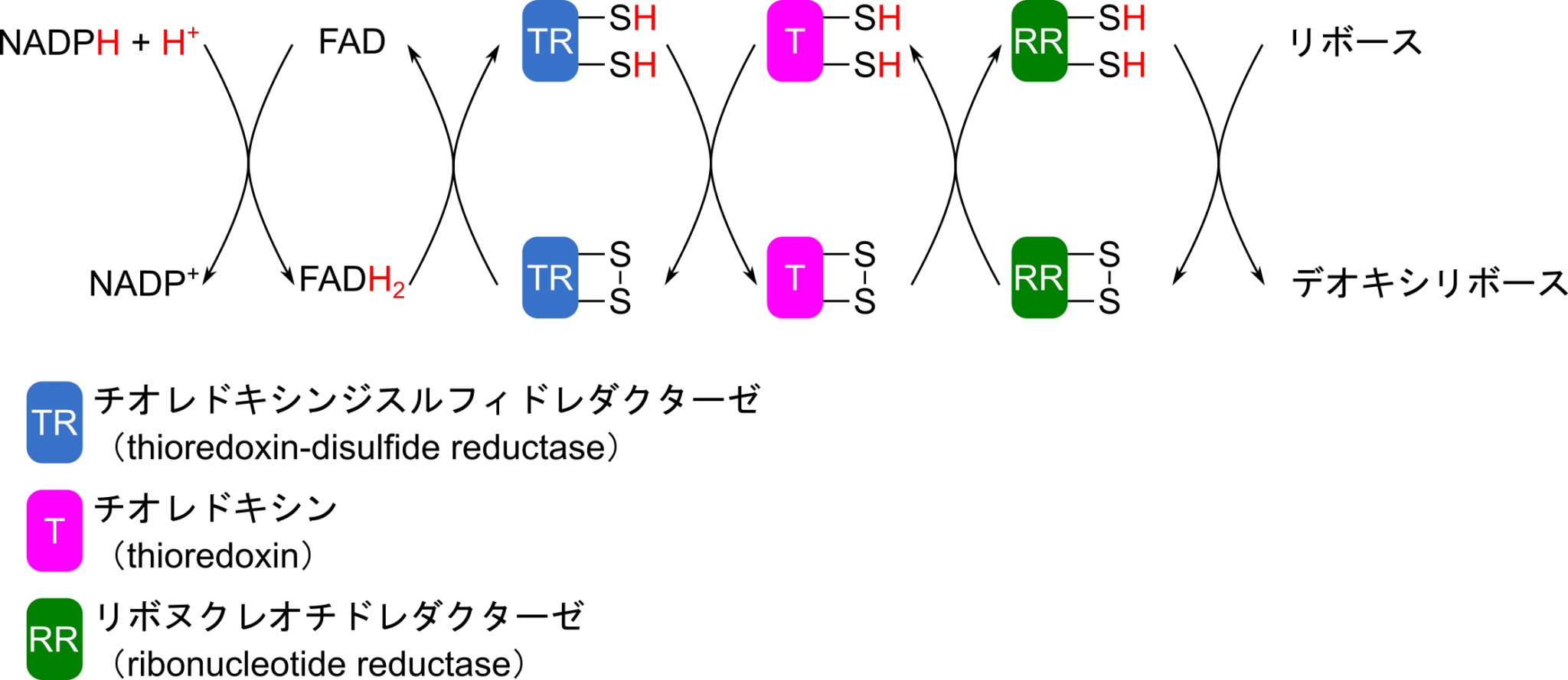 de novo 経路 vs サルベージ経路：ヌクレオチド合成を徹底解説 生命科学系エンジニアの学習ノート