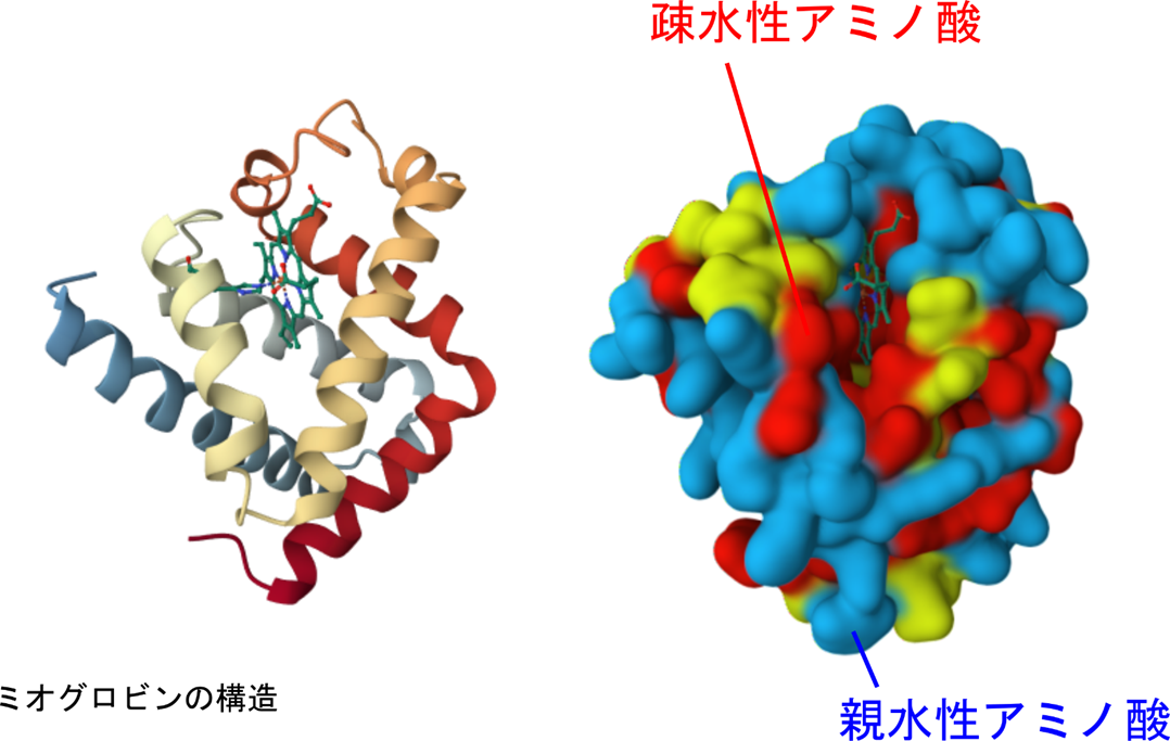 タンパク質三次構造結合 , タンパク質の構造・分類・性質 – HQPMZU