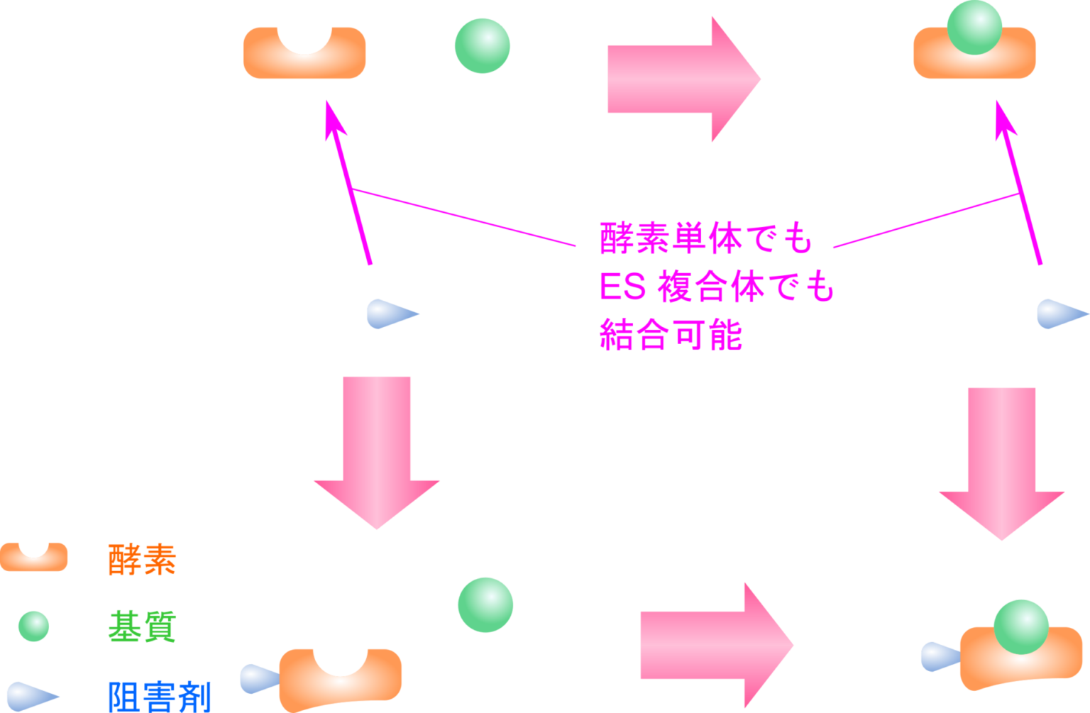 酵素阻害の基本：競合阻害・不競合阻害・非競合阻害や不可逆阻害の作用機序を図解！ - 生命科学系エンジニアの学習ノート