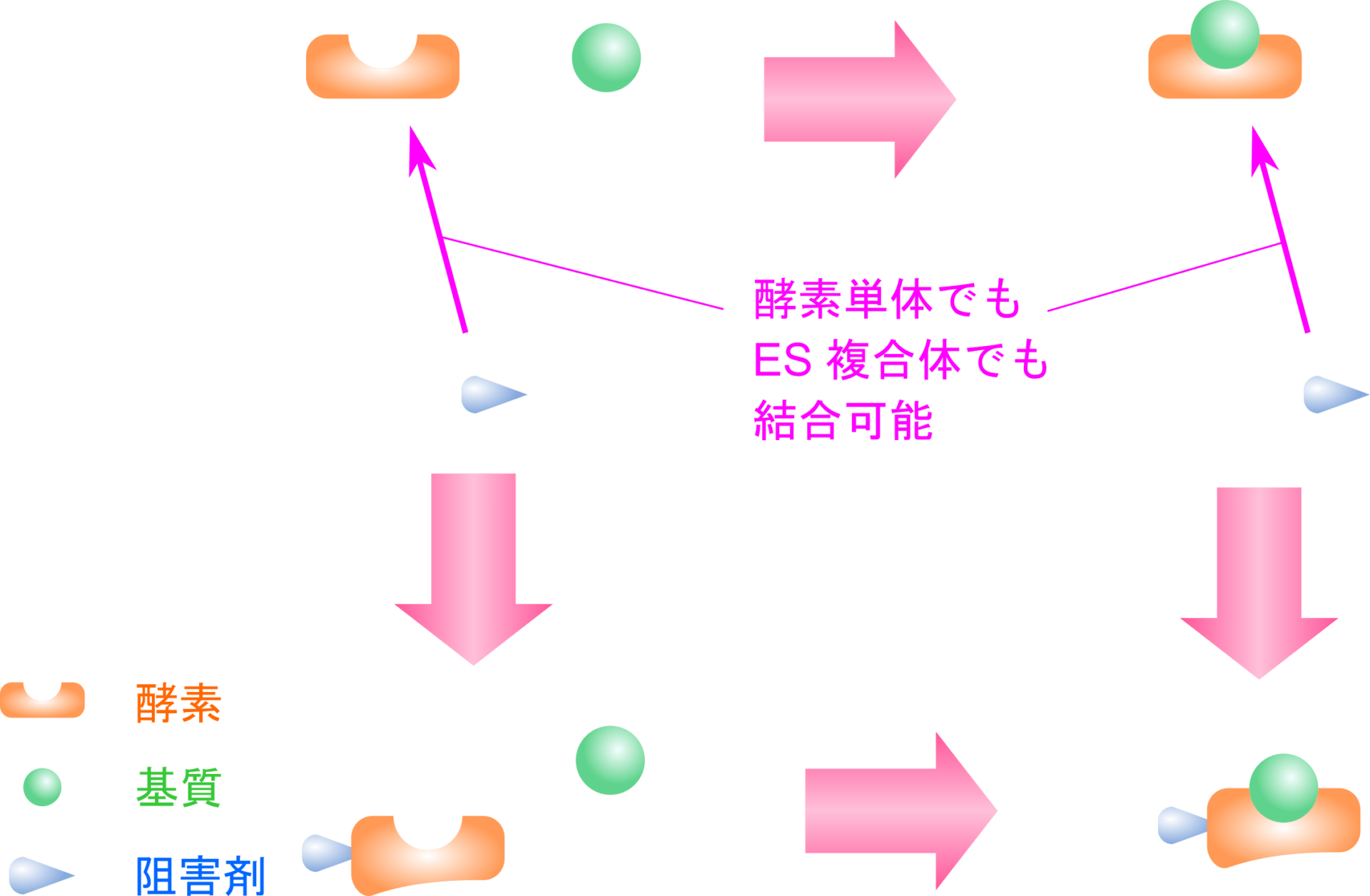 酵素阻害の基本:競合阻害・不競合阻害・非競合阻害や不可逆阻害の作用機序を図解! - 生命科学系エンジニアの学習ノート