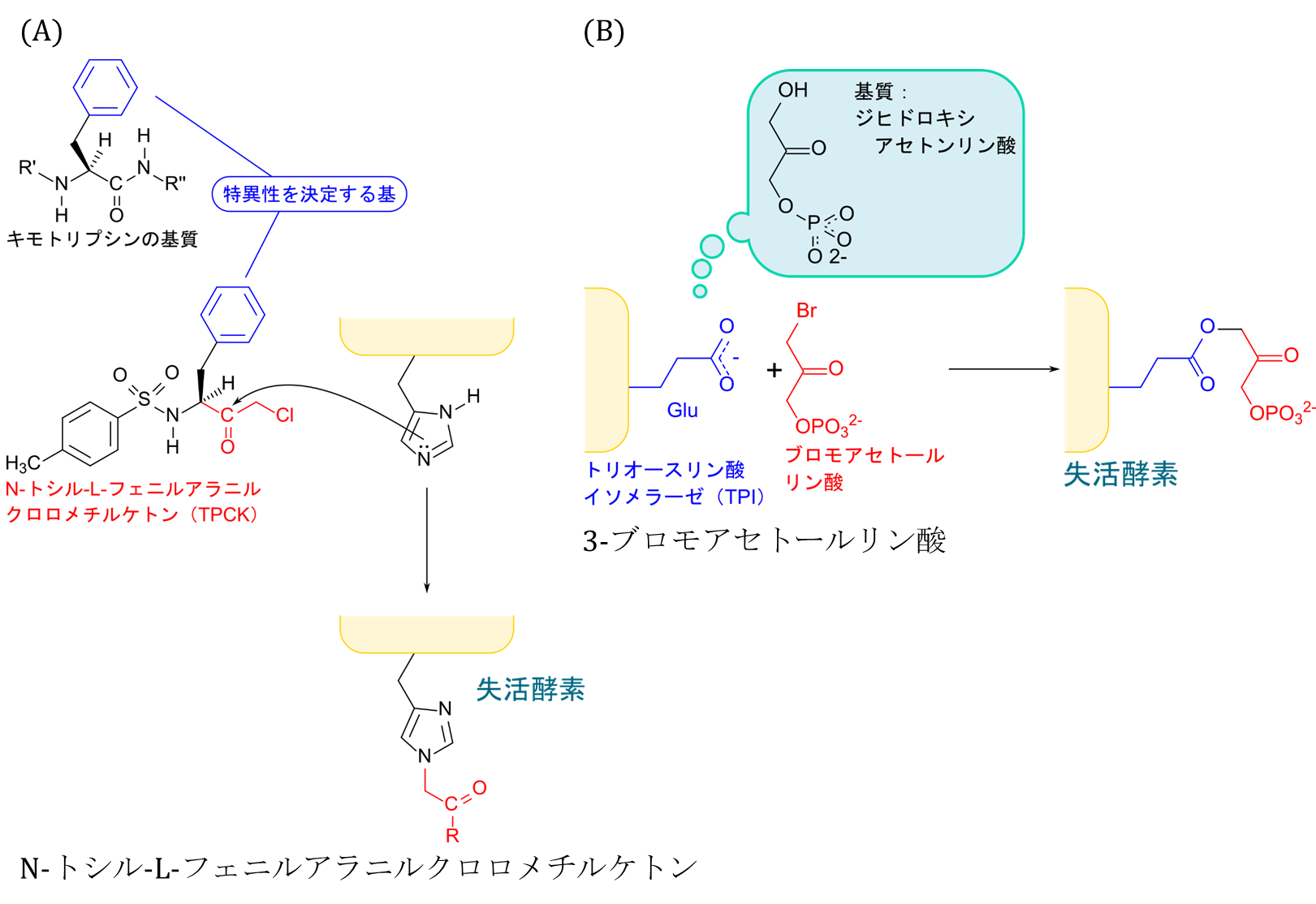 Dic 蛋白分解酵素阻害薬作用機序 _ 蛋白分解酵素阻害剤 – WPKWXY