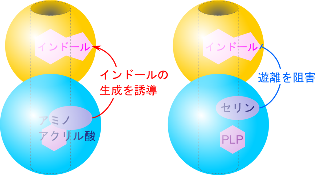 アミノアクリル酸が生成されるとインドール生成が誘導される。一方で、セリンが存在し、アミノアクリル酸の生成が行われていない状態ではインドール生成は抑制される。