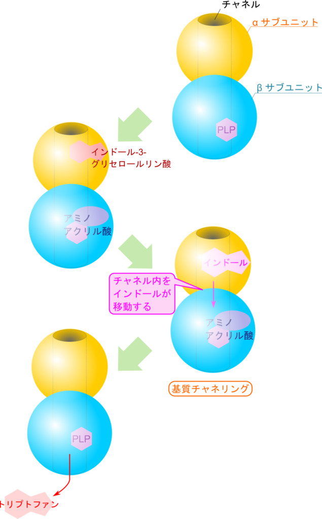 α サブユニットと β サブユニットを貫通するようにチャネルが孫座している。PLP がセリンと会合してアミノアクリル酸を生成するとインドールが遊離させられる。生成されたインドールはチャネル内を移動してアミノアクリル酸と反応しトリプトファンを生成する。この過程は基質チャネリングと呼ばれる