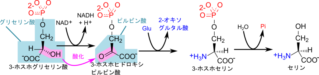 3-ホスホグリセリン酸は酸化されると、3-ホスホヒドロキシピルビン酸に変換される。その後アミノ基転位を受けると 3-ホスホセリンが生成され、加水分解によりリン酸基が遊離するとセリンが生成する。