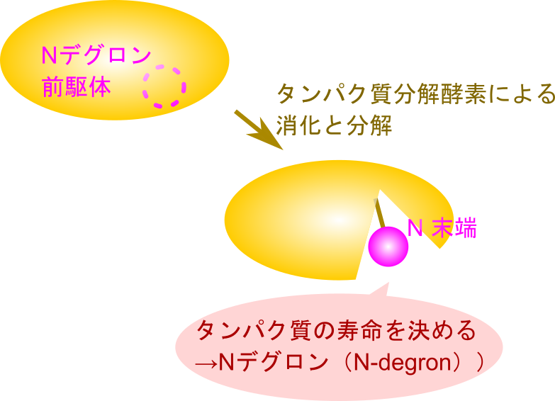 N 末デグロンを有するタンパク質は内部にN末デグロンを隠している。酵素による分解を受けるとN末デグロンが露出しユビキチン化のシグナルとして機能するようになる。
