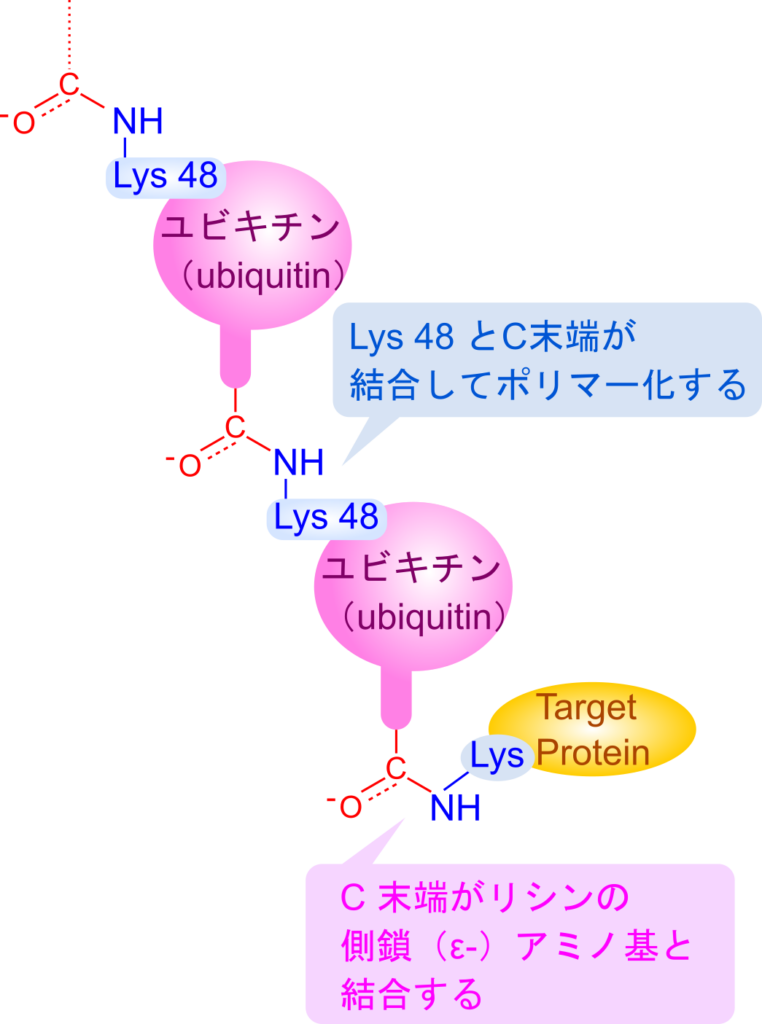 ユビキチンは C 末端が標的タンパク質のリシン残基の ε アミノ基とイソペプチド結合により共有結合する。さらに、結合したユビキチンは 48 残基目のリシン残基がターゲットとなり、次のユビキチンの C 末端とイソペプチド結合を形成する。この繰り返しにより、複数のユビキチン分子が標的タンパク質に結合する。