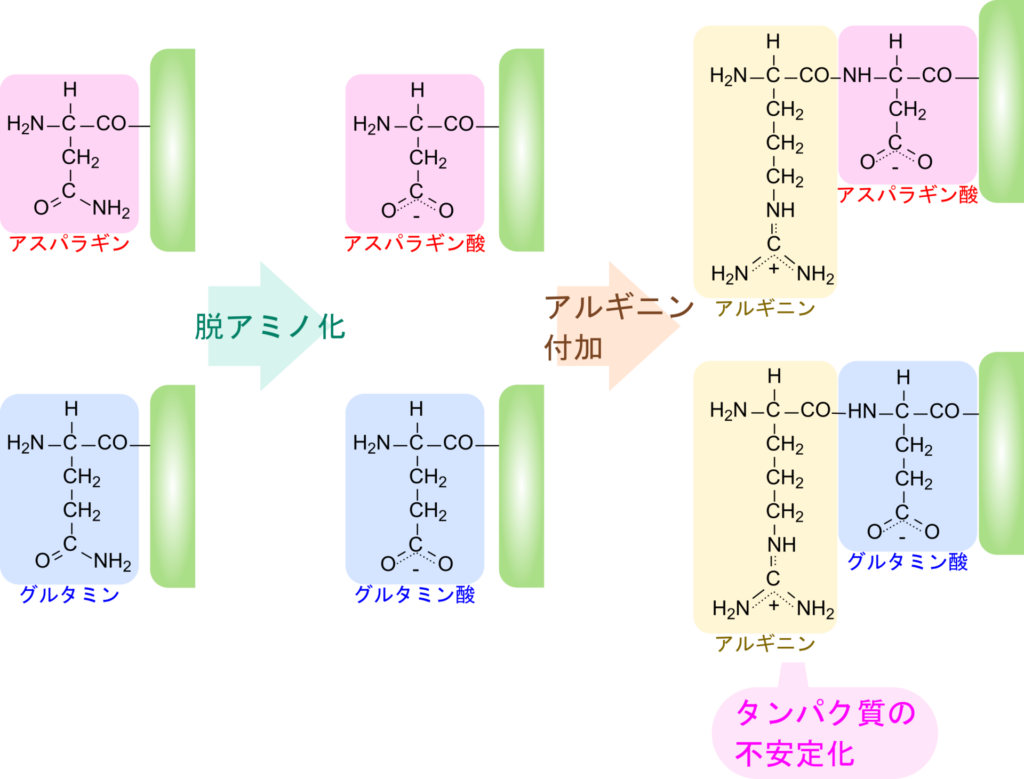 アスパラギンやグルタミンは脱アミノ化されることで、アスパラギン酸又はグルタミン酸に変換される。アスパラギン酸又はグルタミン酸はさらにアルギニンが付加されることでアルギニンを有するNデグロンとなり、タンパク質が不安定化する。