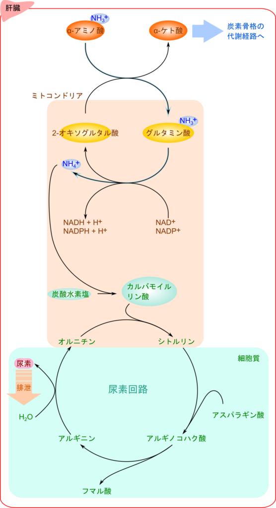 アミノ酸が生かされる際はアミノ基を 2-オキソグルタル酸に転位してグルタミン酸が生成される。グルタミン酸は酸化的脱アミノ化を経てアミノ基をアンモニアとして遊離させるが、アンモニアは炭酸水素塩とATPを利用してカルバモイルリン酸を生成する。カルバモイルリン酸に取り込まれて窒素原子は尿素回路を経て尿素に変換されて排泄される。一方で、脱アミノ化されたのちの炭素骨格は各種異化経路を経て解糖系やTCA回路に合流するほか、糖新生や脂肪酸合成経路のような代謝経路に合流する
