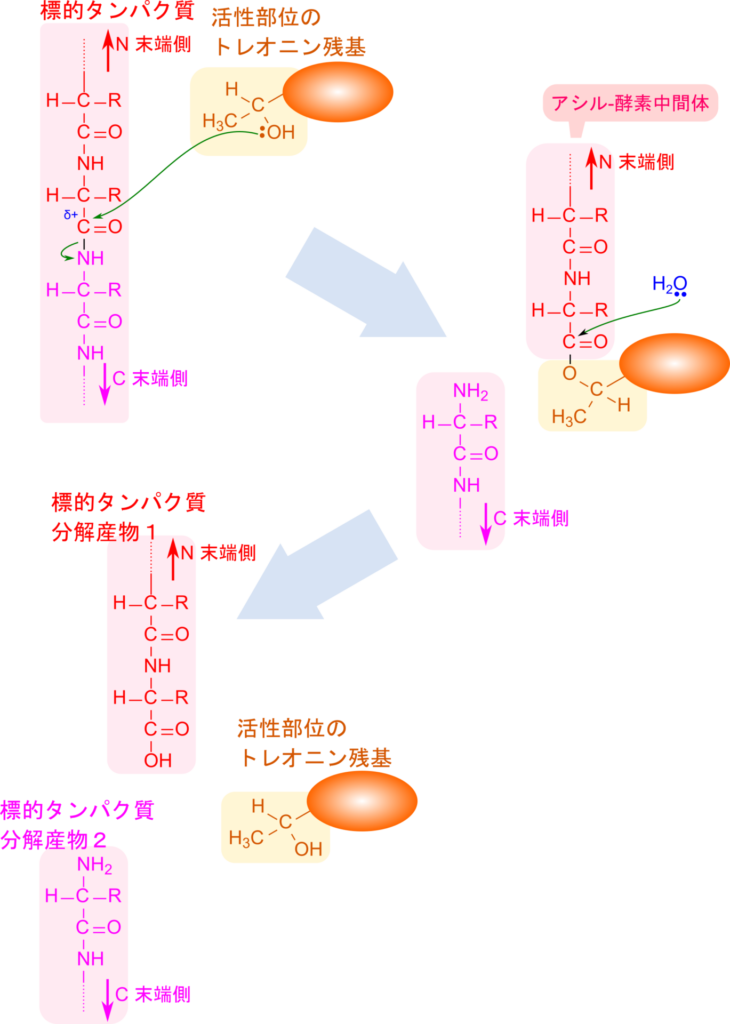 20Sサブユニット中の活性部位にはトレオニン残基が含まれている。トレオニン残基の水酸基が求核的に標的タンパク質のカルボニル基を攻撃して結合すると、アミノ基末端側が脱離基となり、脱離する。カルボニル基はトレオニンと結合することでアシル酵素中間体を形成する。その後、水がカルボニル基を攻撃してトレオニンと入れ替わり、標的タンパク質が遊離する