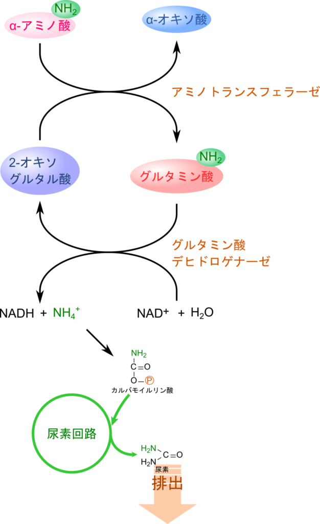 アミノ酸のアミノ基はいったんグルタミン酸に集めらる。グルタミン酸からアンモニアが遊離するとカルバモイルリン酸に変換され、尿素回路で尿素に変換されて排泄される