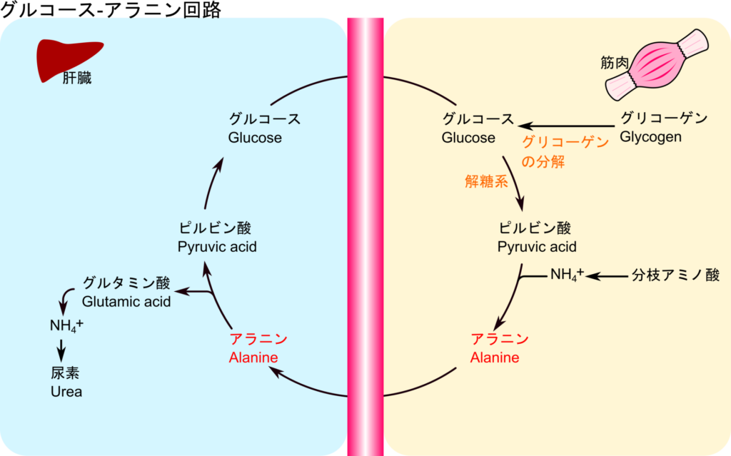 筋肉などの末梢におけるアミノ酸分解の結果生じたアンモニアはピルビン酸に転位されることでアラニンが生成される。アラニンは血流にのって肝臓に運ばれて、アミノ基はグルタミン酸に渡され、尿素回路により尿素へ変換される。一方でアラニンの炭素骨格はピルビン酸となるが、ピルビン酸は糖新生に利用され、グルコースは再び末梢で利用される