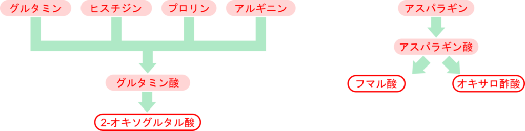 グルタミン、ヒスチジン、プロリン、アルギニンはグルタミン酸を中間体として 2-オキソグルタル酸を生成する。一方でアスパラギンはアスパラギン酸を生成したのち、経路によってオキサロ酢酸かまたはフマル酸を生成する