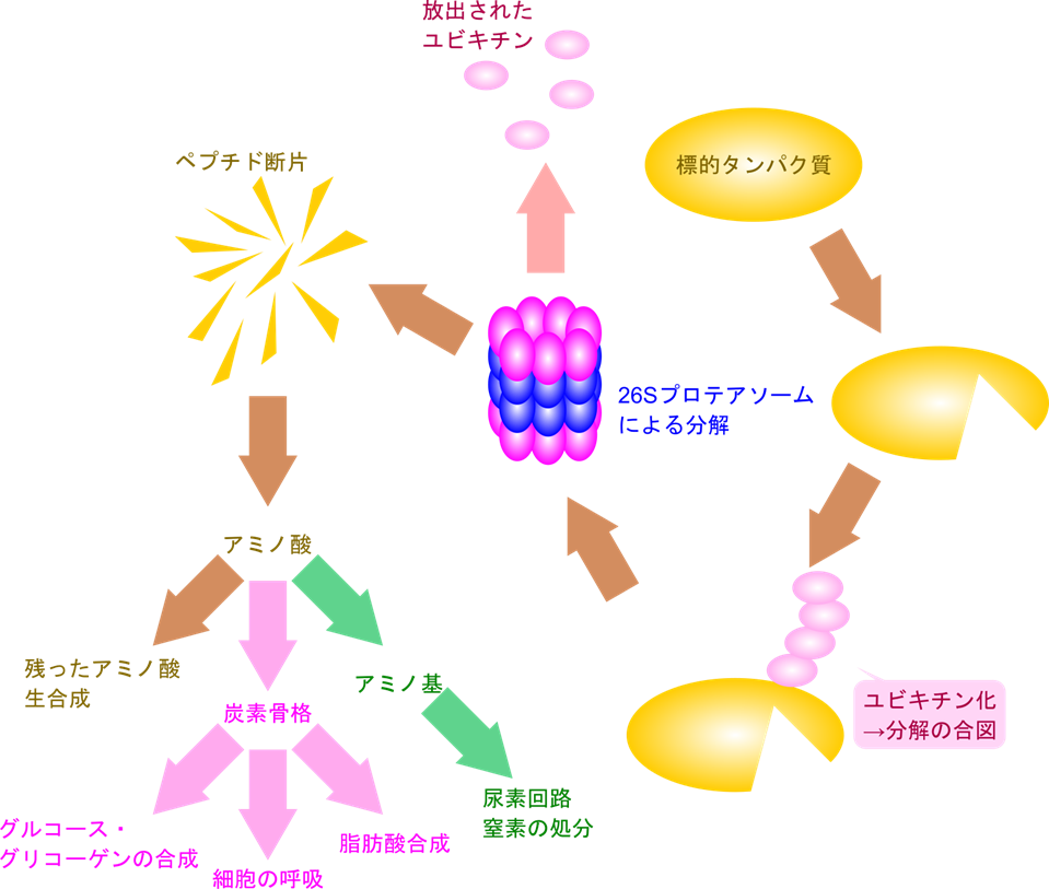 ユビキチン化されたタンパク質はプロテアソームにより識別されて分解を受ける。ペプチドまで分解されたのち、さらに他のプロテアーゼによりアミノ酸まで分解される。一部のアミノ酸は他のアミノ酸合成に利用されるが、それ以外のアミノ酸は脱アミノ化された炭素骨格が得られる。遊離したアミノ基は尿素回路などを経て排泄される。一方で炭素骨格はグルコース・グリコーゲンの合成、解糖系・TCA回路あるいは脂肪酸合成経路に合流して利用される。