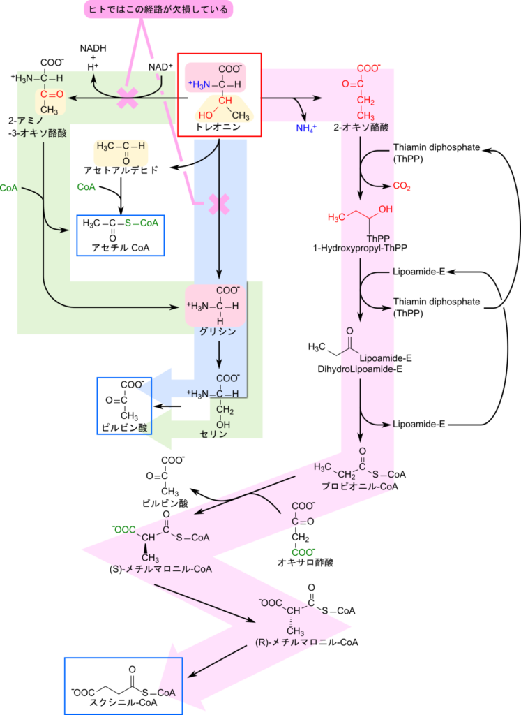 トレオニンの異化経路には 2-アミノ-3-オキソ酪酸及びグリシンを経由する経路と直接グリシンに変換される経路、2-オキソ酪酸を経由する経路がある。グリシンを経由する2経路はピルビン酸を産生するが、2-オキソ酪酸を経由する経路はスクシニルCoAを産生する。ヒトではグリシンを経由する2経路は欠失している。