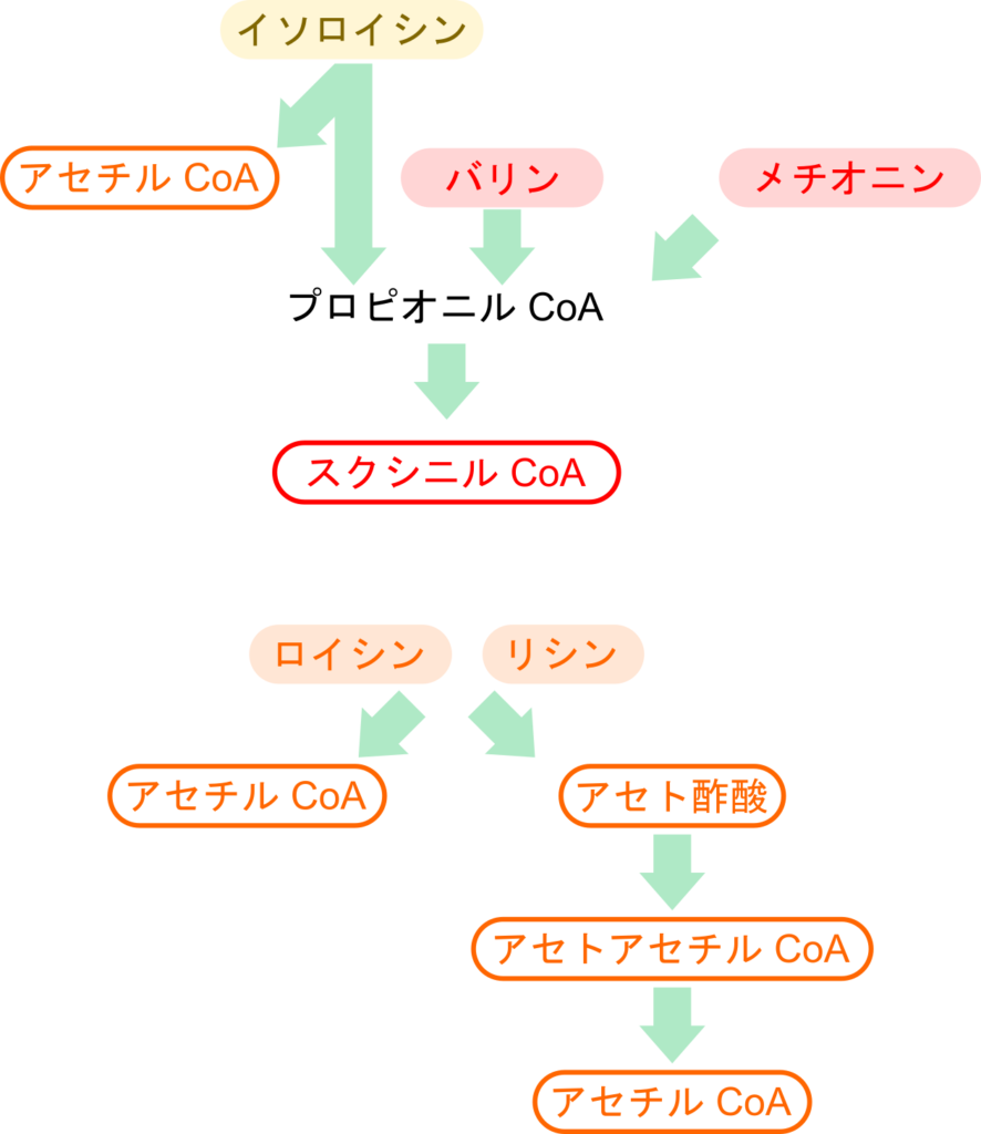 イソロイシンは異化を受けてアセチルCoAとプロピオニルCoAを産生する。メチオニンとバリンも異化経路の中間体としてプロピオニルCoAを生成する。プロピオニルCoAはスクシニルCoAに変換される。ロイシンとリシンは分解されるとアセチルCoAとアセト酢酸を生成する