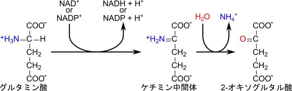 グルタミン酸はNAD+あるいはNADP+を利用した酸化を受けてケチミン中間体を生成し、窒素がアンモニアとして遊離することで2-オキソグルタル酸を生成する。