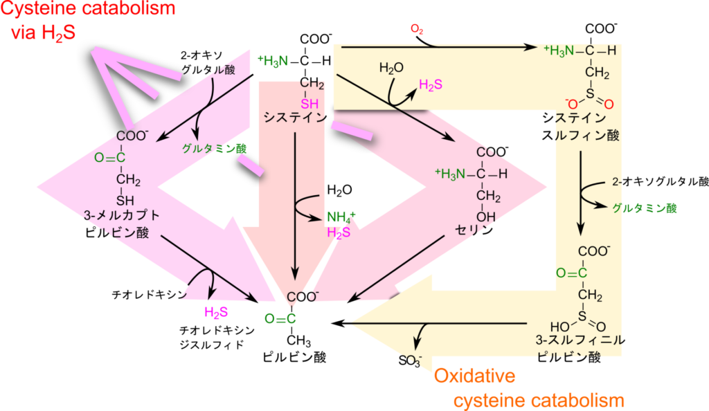 システインの異化経路はoxidative cystein catabolism と硫化水素を介した経路に分けられる。どちらの経路でもピルビン酸を異化産物として産生するが、oxidative cystein catabolism では亜硫酸塩を、硫化水素を介する経路では硫化水素を異化産物として産生する。硫化水素を産生する経路では、セリンを介する経路、直接ピルビン酸を生成する経路、3-メルカプトピルビン酸を生成する経路がある。