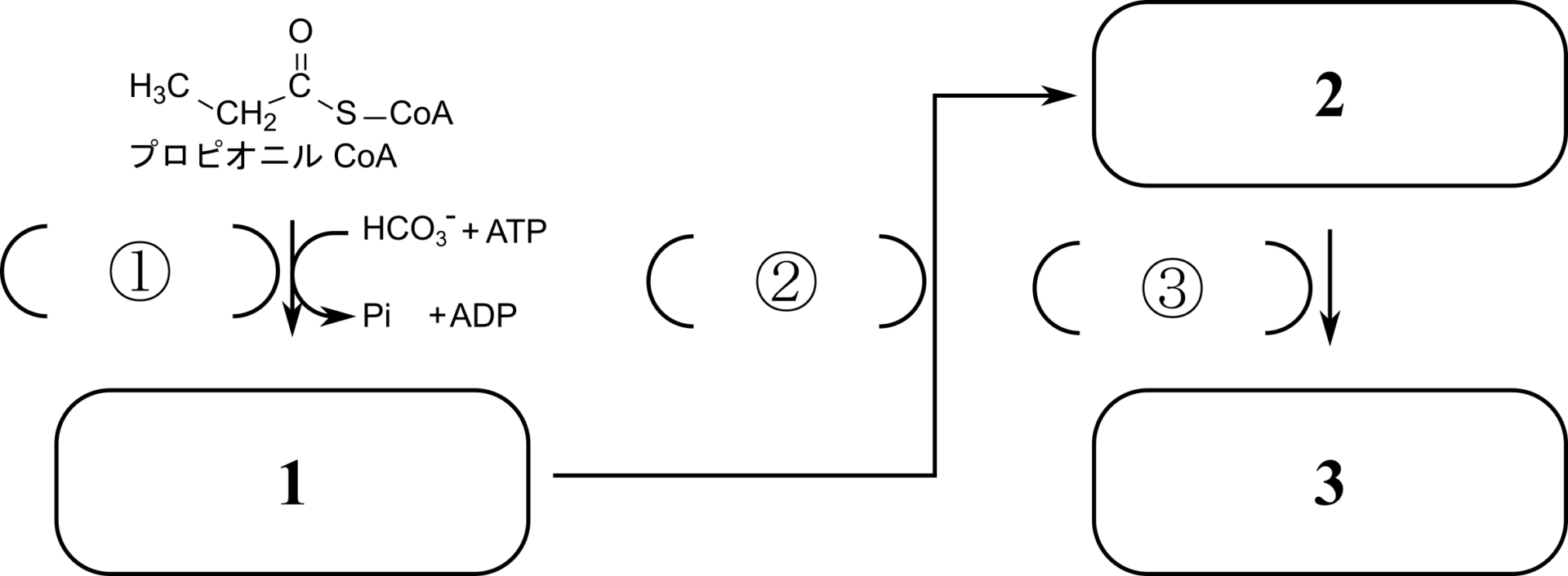 奇数炭素脂肪酸代謝：問1 図