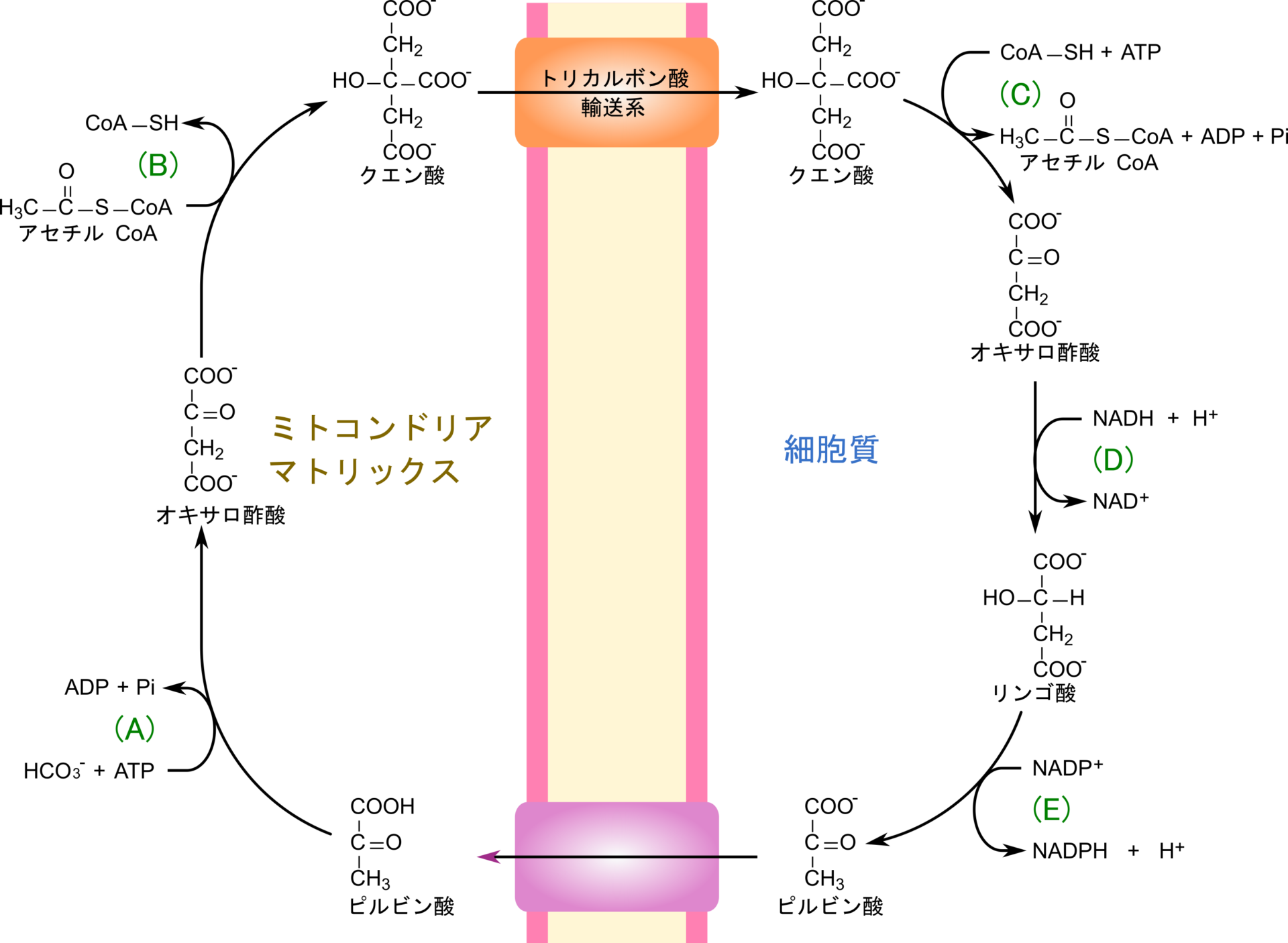 クエン酸シャトルと関連酵素の図(A〜Eの位置を示す)