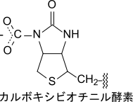 選択肢2：構造図