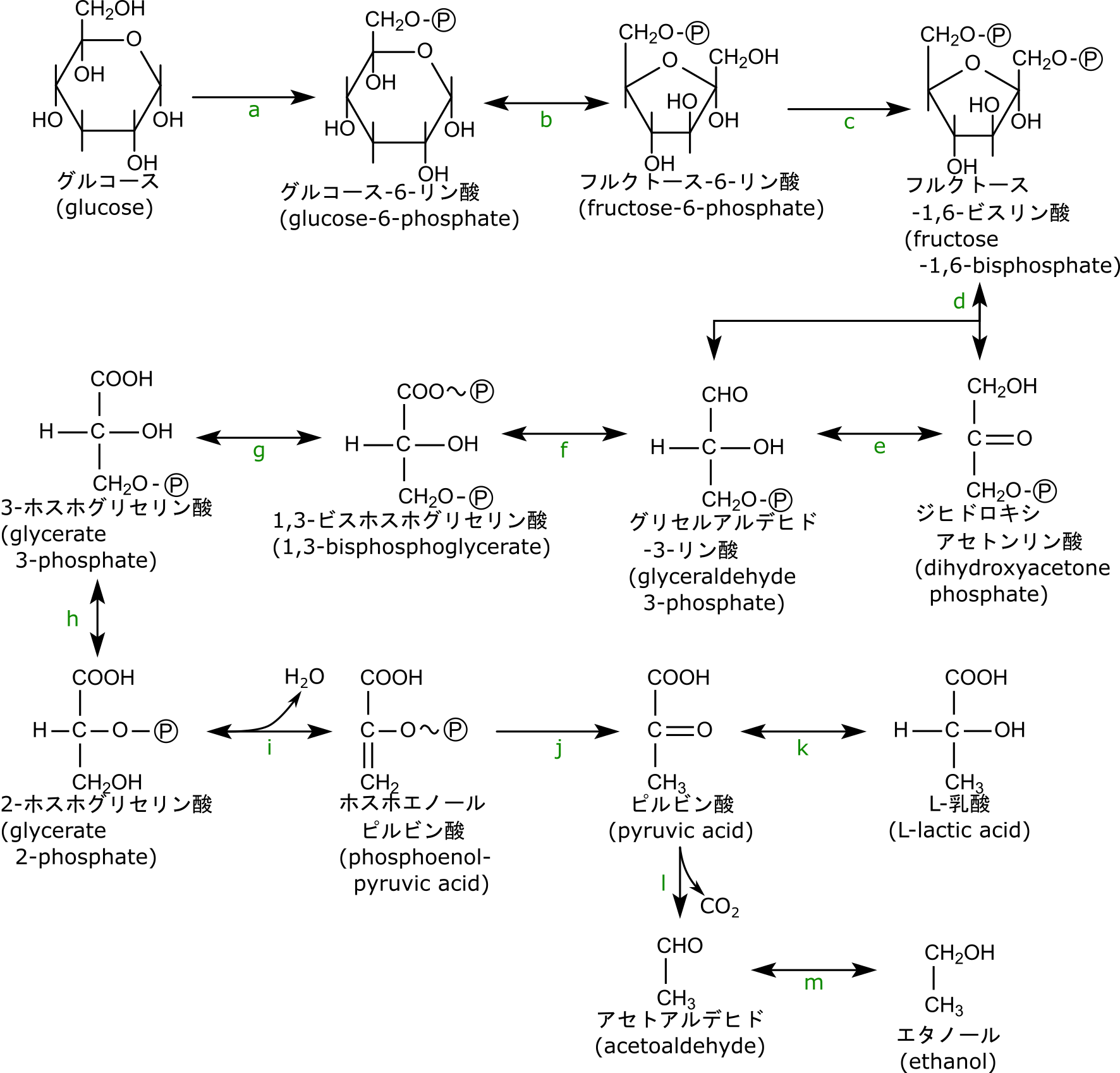 解糖系の反応（a〜m）を示した図