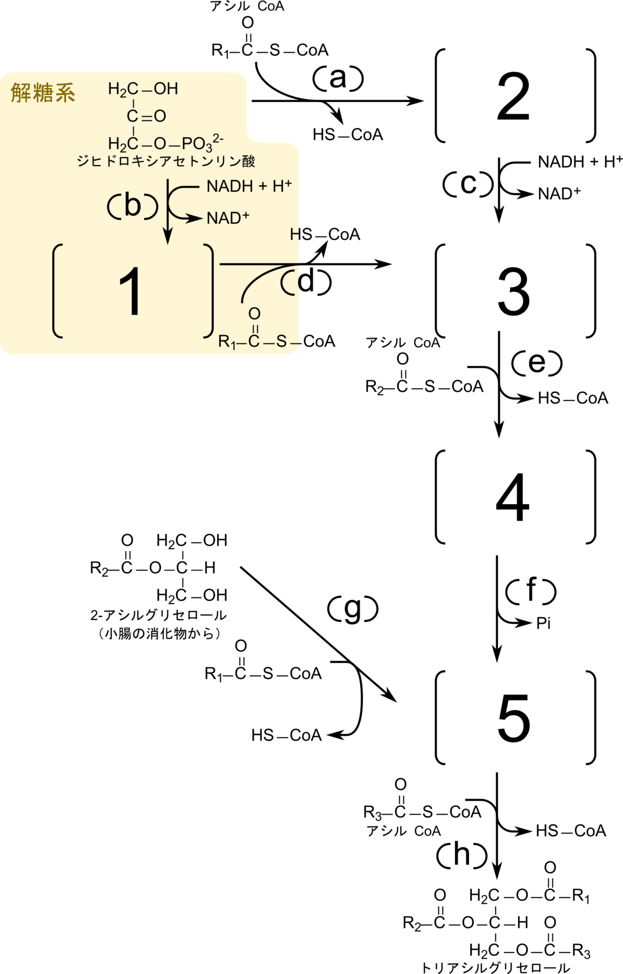 脂質合成の問題図（中間体[1]〜[5]と酵素(a)〜(h)）