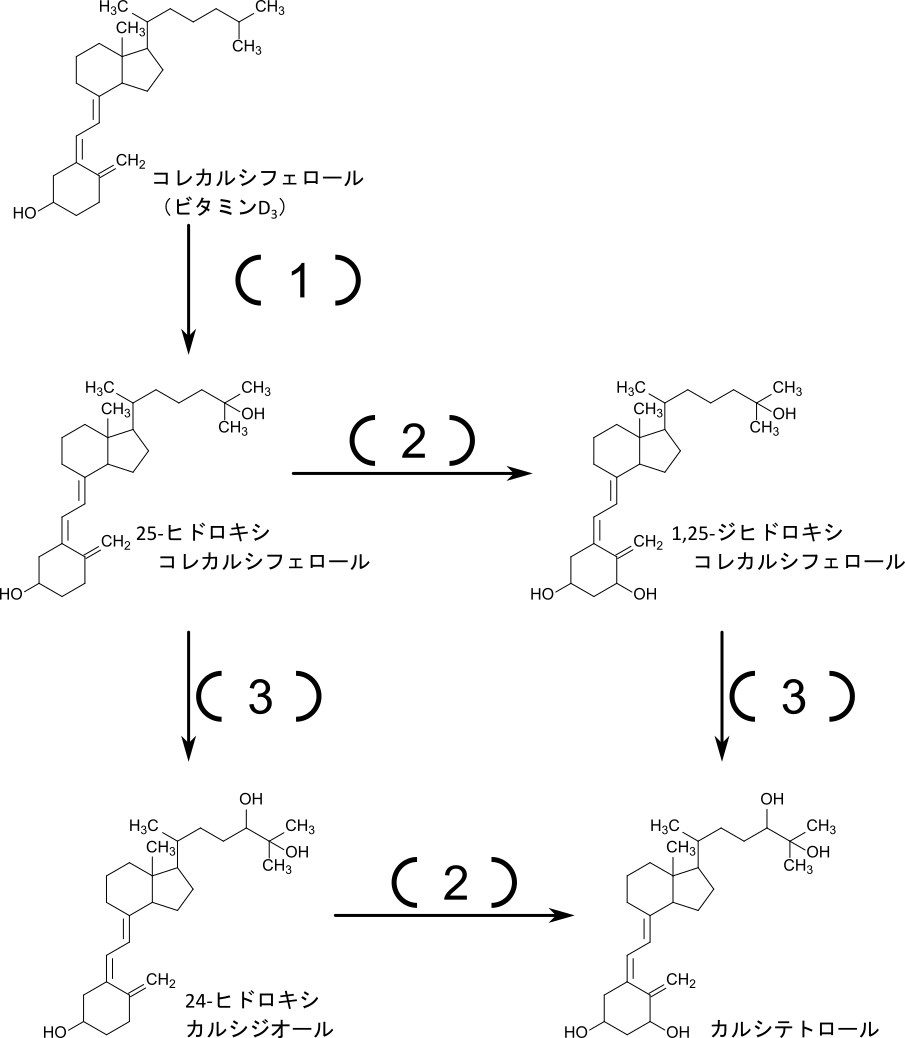 ビタミンD代謝経路の図