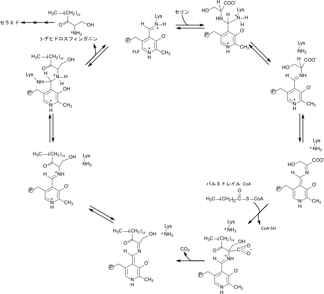 正解図
